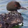 Loon Looking Back (Framed 18 X 24)  JAH-51